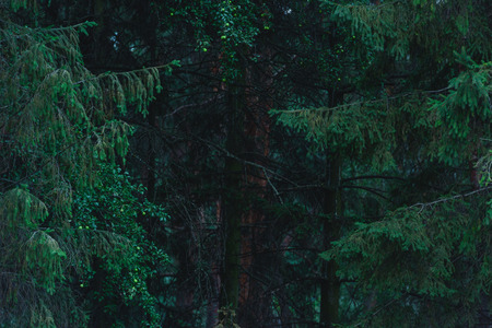 full frame shot of dramatic pine forest