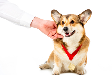 partial view of man touching corgi with golden medal isolated on white backgroundの写真素材