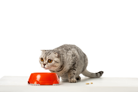 cute striped british shorthair cat sitting near bowl with food isolated on white backgroundの写真素材