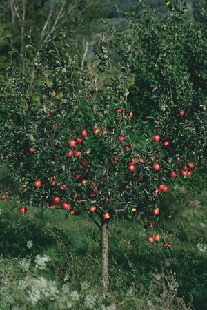 apple tree with organic red apples on branches in orchardの写真素材
