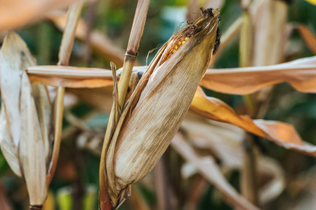 one corn cob in autumnal withering fieldの写真素材