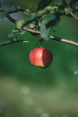 one ripe red apple on tree branch in gardenの写真素材