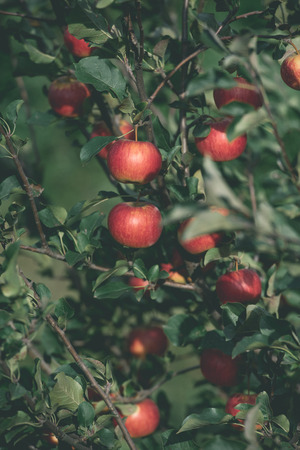 tasty ripe red apples on tree branches in gardenの写真素材