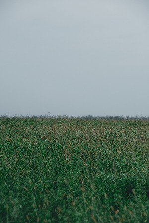 field with green plants and grey sky in autumnの写真素材