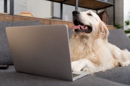close-up shot of cute golden retriever lying on couch with laptopの写真素材