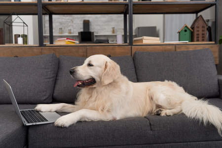 adorable golden retriever lying on couch at home with laptopの写真素材