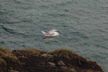 seagull flying above wavy sea during daytime in Iceland
