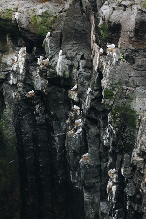 aerial view of large group of seagulls perching on rocky cliffの写真素材