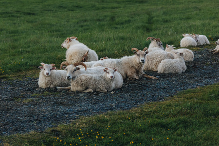 scenic view of herd of sheep grazing in beautiful meadow in Icelandの写真素材