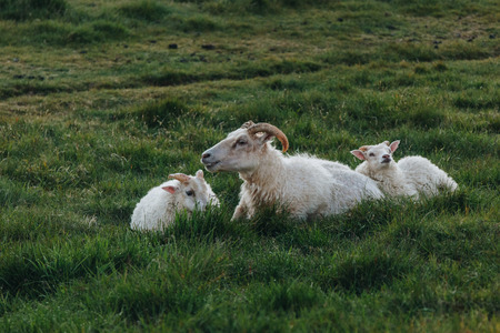 scenic view of sheep grazing in beautiful meadow in Iceland