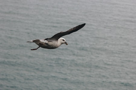 scenic view of seagull flying above wavy sea during daytime in Iceland