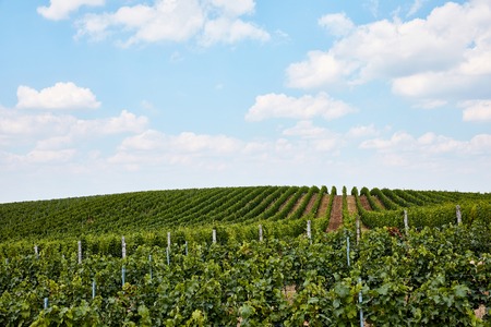 green rows of plants on vineyard and blue cloudy sky in Zajeci, Czech Republic