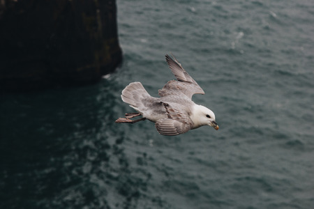 close up view of seagull flying above wavy sea during daytime in Icelandの写真素材