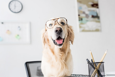 Business golden retriever in glasses sitting on chair in officeの写真素材
