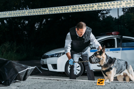 male poice officer holding dog on leash near car at crime scene with corpse in body bagの写真素材
