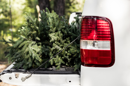 close up of green fir tree for christmas in pickup truckの写真素材