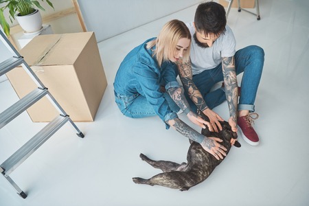 High angle view of young couple playing with french bulldog in new houseの写真素材