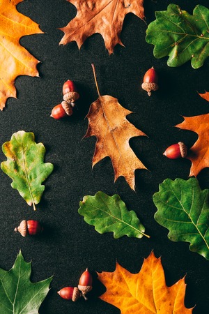 full frame of acorns and oak leaves on black backgroundの写真素材