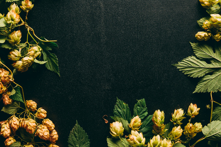 flat lay with hops and green leaves on black surface