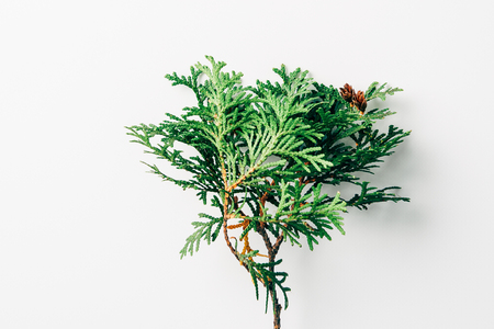 top view of green pine tree branch on white backgroundの写真素材