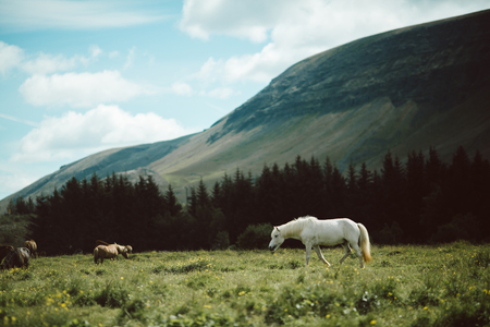 beautiful icelandic horses grazing on green pastureの写真素材