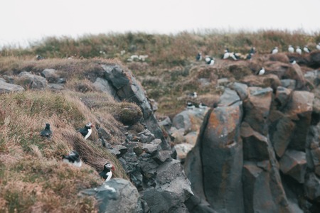 Beautiful puffins birds on grass and rocks, Vik Dyrholaey, Reynisfjara beach, Icelandの写真素材