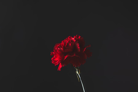 Beautiful Dianthus flower on black, mothers day conceptの写真素材