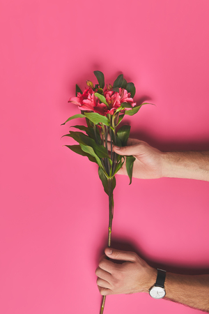 Cropped shot of man holding branch of Alstroemeria flowers, mothers day conceptの写真素材