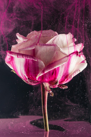 Close-up view of beautiful white rose flower and bright pink ink on black backgroundの写真素材