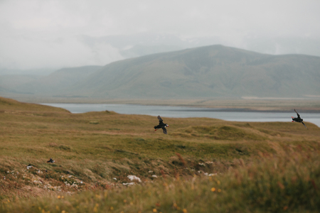 Birds flying above grassy shore of fjord in Icelandの写真素材