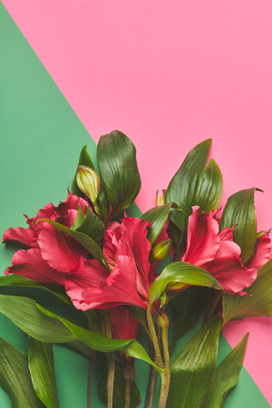 Top view of Alstroemeria flowers bouquet on pink and green surface, mothers day conceptの写真素材