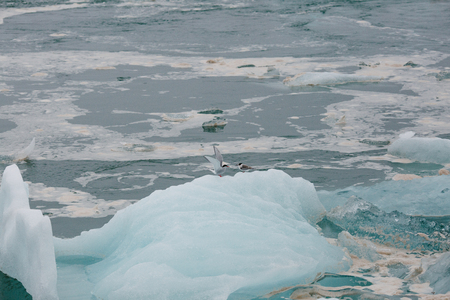 Seagulls on iceberg in cold water, Iceland, Jokulsarlon lagoon