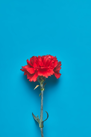 Top view of single Dianthus flower on blue background, mothers day conceptの写真素材