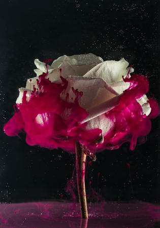 Beautiful tender white rose flower and pink paint on black backgroundの写真素材