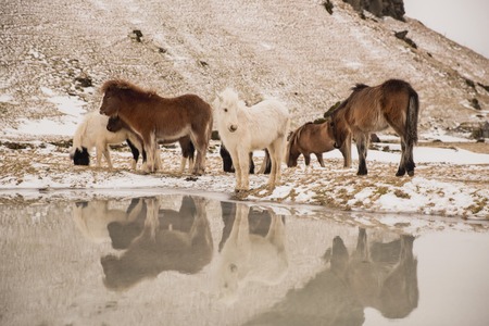 Beautiful Icelandic horses reflected in waterの写真素材
