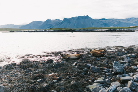 Beautiful sea lions lying on rocky shore of fjord in Icelandの写真素材