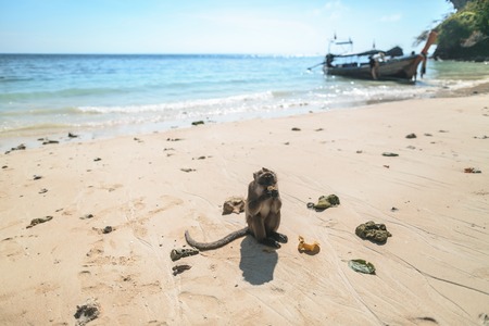 Close up view of monkey eating banana on beachの写真素材