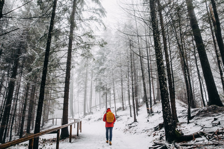 Back view of person walking in beautiful winter mountain forest, Germany