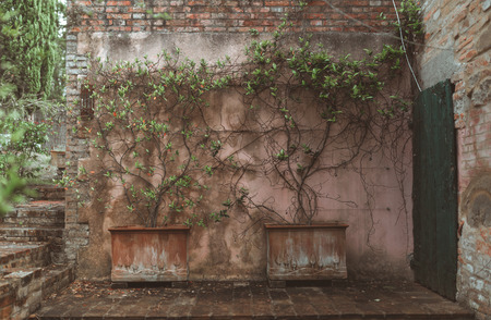Green plants by the wall of Sienna buildingの写真素材