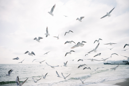 Seagulls flying in cloudy sky over sea shoreの写真素材