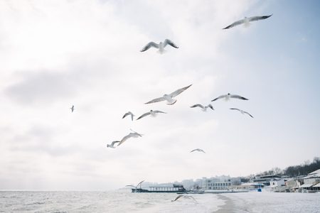 Seagulls flying in cloudy sky over sea shore, with city behindの写真素材