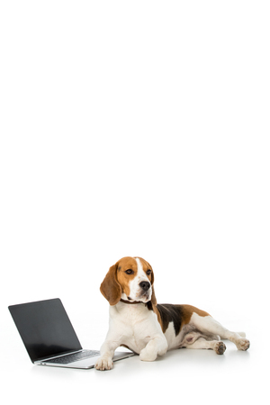 adorable beagle dog with laptop with blank screen isolated on whiteの写真素材