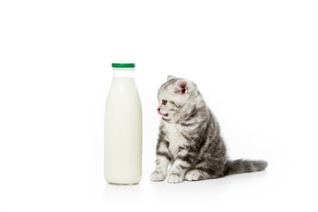 cute little kitten looking at bottle of milk isolated on whiteの写真素材