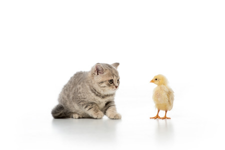 adorable little chick and kitten looking at each other isolated on whiteの写真素材