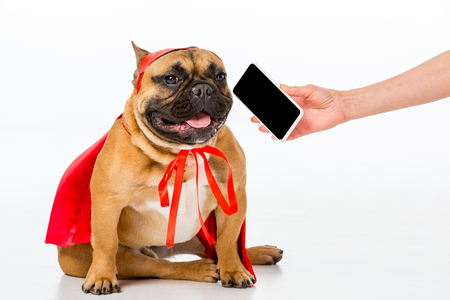 partial view of woman giving smartphone to cute french bulldog in superhero costume isolated on whiteの写真素材