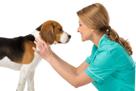 side view of smiling veterinarian in uniform with beagle dog isolated on whiteの写真素材