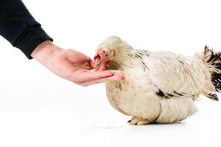 cropped shot of person feeding hen isolated on whiteの写真素材