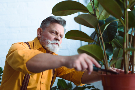 close-up view of bearded senior gardener working with green potted plant indoorsの写真素材