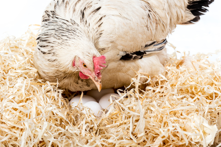 close-up view of white hen sitting on nest with eggs isolated on whiteの写真素材