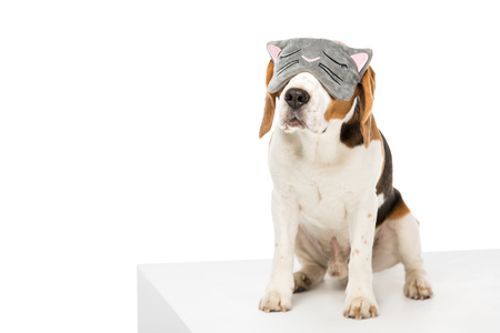 cute beagle dog wearing sleeping mask isolated on whiteの写真素材